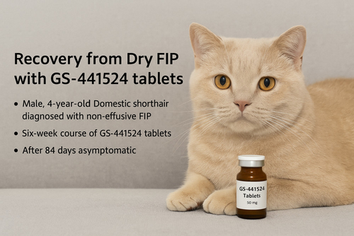 Laatste bedrijfscasus over Snel herstel van natte FIP met GS‑441524 injectie